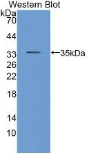 Polyclonal Antibody to Cluster Of Differentiation 24 (CD24)