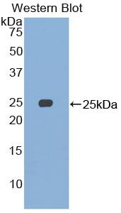 Biotin-Linked Polyclonal Antibody to Structural Maintenance Of Chromosomes Protein 3 (SMC3)