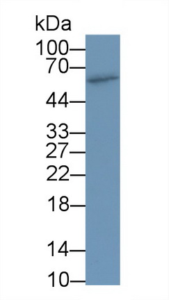 Polyclonal Antibody to Cytochrome P450 3A2 (CYP3A2)