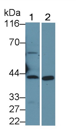 PAB151Hu01.jpg