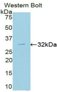 Polyclonal Antibody to c-Jun N-terminal Kinase 1 (JNK1)