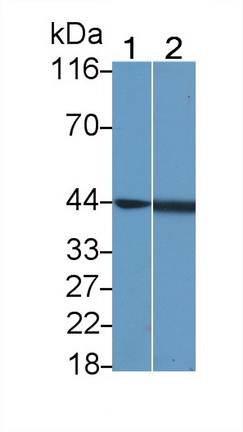 Polyclonal Antibody to c-Jun N-terminal Kinase 1 (JNK1)