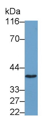 Polyclonal Antibody to Phospholipid Scramblase 2 (PLSCR2)