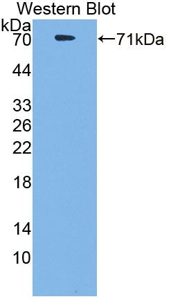 Polyclonal Antibody to Cluster Of Differentiation 4 (CD4)