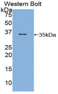 Polyclonal Antibody to Cluster Of Differentiation 1d (CD1d)