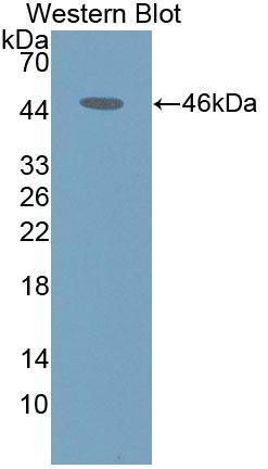 Polyclonal Antibody to Interleukin 31 (IL31)