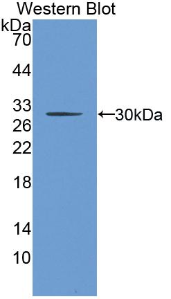 Polyclonal Antibody to Clusterin (CLU)