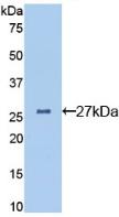 Polyclonal Antibody to Clusterin (CLU)