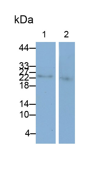 Polyclonal Antibody to Placental Lactogen (PL)