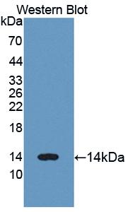 Polyclonal Antibody to Lysozyme (LZM)