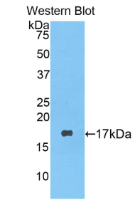 Polyclonal Antibody to Lysozyme (LZM)