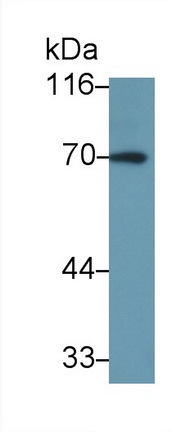 Polyclonal Antibody to Interleukin 27 Receptor Alpha (IL27Ra)