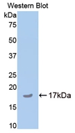 Polyclonal Antibody to Cartilage Oligomeric Matrix Protein (COMP)