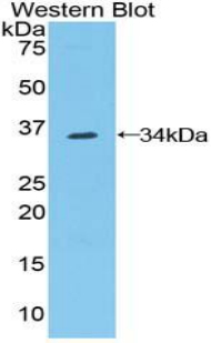 Polyclonal Antibody to Contactin 1 (CNTN1)