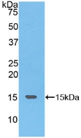 Polyclonal Antibody to Neurokinin B (NKB)