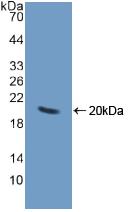 Polyclonal Antibody to Chromogranin A (CHGA)