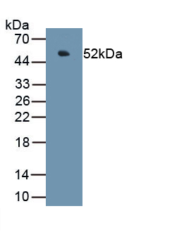 Polyclonal Antibody to Chromogranin A (CHGA)