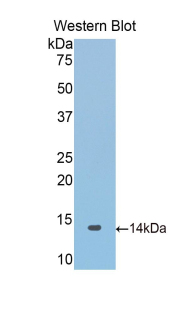 Polyclonal Antibody to Synuclein Alpha (SNCa)