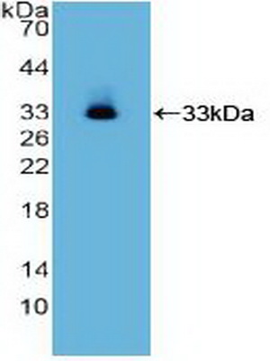 Polyclonal Antibody to Integrin Alpha 2 (ITGa2)