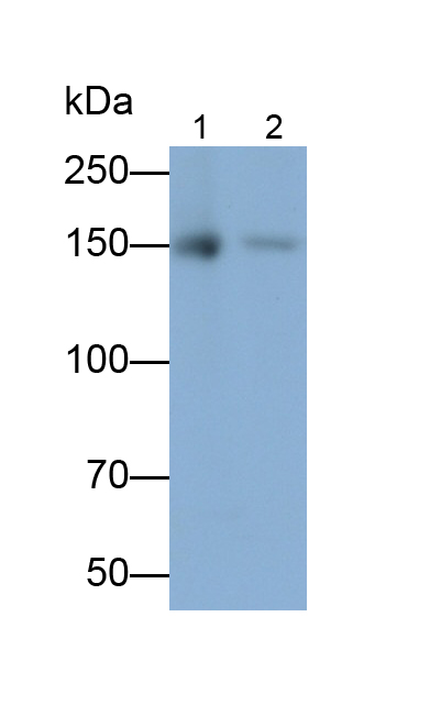 Polyclonal Antibody to Integrin Alpha 2 (ITGa2)