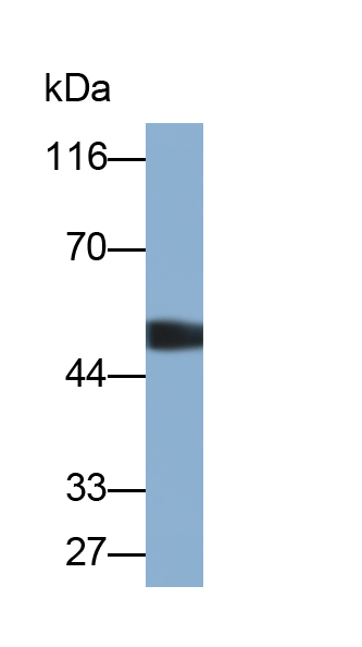 Polyclonal Antibody to Bactericidal/Permeability Increasing Protein (BPI)