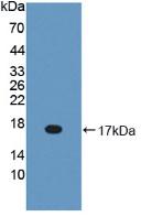 Polyclonal Antibody to Bactericidal/Permeability Increasing Protein (BPI)