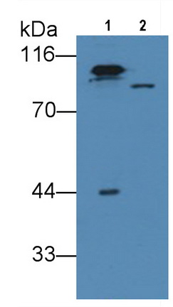 Polyclonal Antibody to Plasminogen (Plg)