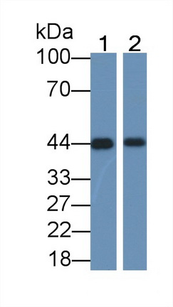 PAB239Hu02.jpg