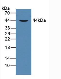 PAB246Hu08.jpg