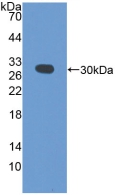 Polyclonal Antibody to Programmed Cell Death Protein 6 Interacting Protein (PDCD6IP)