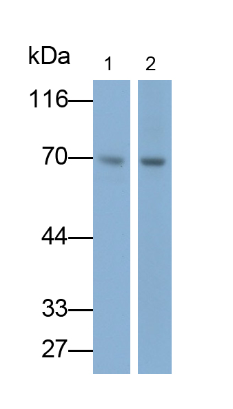 Polyclonal Antibody to Cluster Of Differentiation 73 (CD73)