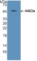 Polyclonal Antibody to Elongin A (ELOA)