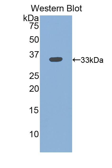 PAB262Mu01.jpg