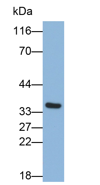PAB268Hu01.jpg