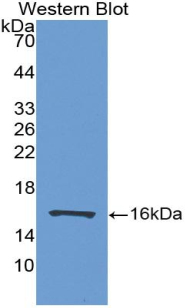 Polyclonal Antibody to Fatty Acid Binding Protein 7, Brain (FABP7)