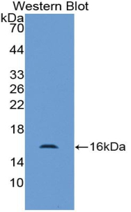 Biotin-Linked Polyclonal Antibody to Fatty Acid Binding Protein 7, Brain (FABP7)