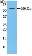 Polyclonal Antibody to Cathepsin D (CTSD)