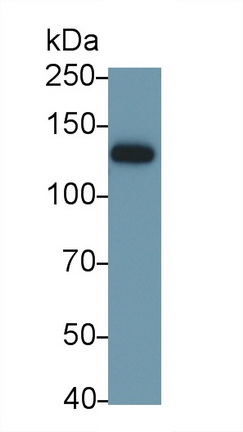 Polyclonal Antibody to Integrin Alpha V (ITGaV)