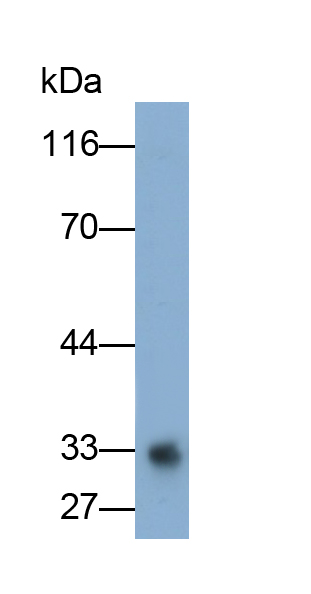 Polyclonal Antibody to Epithelial Cell Adhesion Molecule (EPCAM)