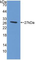 Polyclonal Antibody to ATP Binding Cassette Transporter G1 (ABCG1)