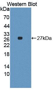 Polyclonal Antibody to Integrin Alpha 3 (ITGa3)