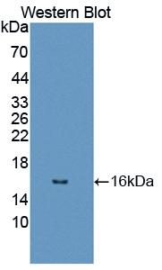 Polyclonal Antibody to Dopamine Receptor D1 (DRD1)