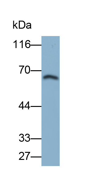 Polyclonal Antibody to Cluster of Differentiation 42d (CD42d)