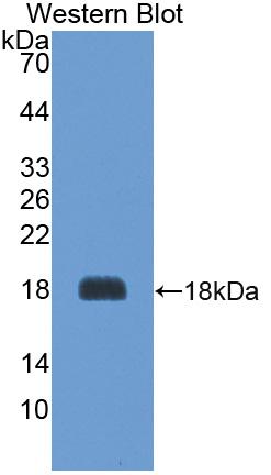 Biotin-Linked Polyclonal Antibody to Agouti Related Protein (AGRP)