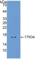 Polyclonal Antibody to Pleiotrophin (PTN)