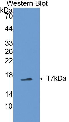 Polyclonal Antibody to Pleiotrophin (PTN)