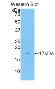 Polyclonal Antibody to Pleiotrophin (PTN)