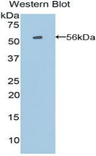 Polyclonal Antibody to Proopiomelanocortin (POMC)