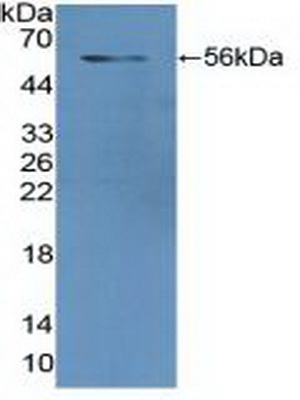 Polyclonal Antibody to Glutathione Reductase (GR)