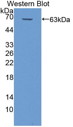 Polyclonal Antibody to Microtubule Associated Protein 4 (MAP4)